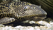 Suckermouth catfish in aquarium, slo-mo