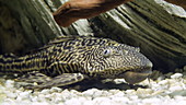 Suckermouth catfish in aquarium, slo-mo