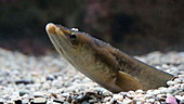 Common eel in aquarium, slo-mo
