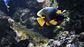 Blueface angelfish in aquarium, slo-mo