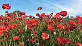 Poppies in a field, slo-mo