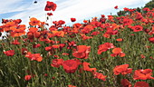 Poppies in a field, slo-mo