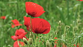 Poppies close up, slo-mo