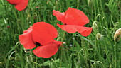 Poppies close up, slo-mo