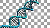 DNA strand, animation