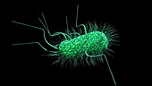 E. coli bacterium, animation