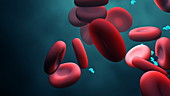 Enzymes and red blood cells, animation