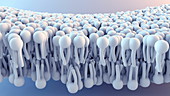 Cell membrane, animation