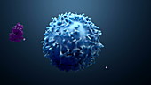 T-cell and antigens, animation