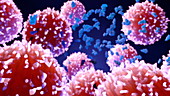 Lymphocytes and proteins, animation