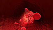 Red blood cells in a blood vessel, animation