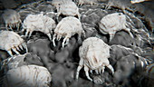 Dust mites feeding in a mattress