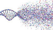 DNA molecule disintegrating