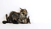 Maine Coon kittens playing