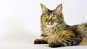 Maine Coon cat