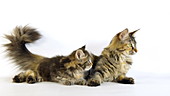 Maine Coon cat and kitten