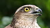 Sparrowhawk head