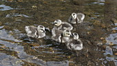 Barnacle goose goslings