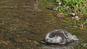 Barnacle goose gosling in water