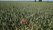 Poppy in a wheat field