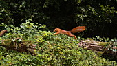 Red squirrel jumping, slo-mo