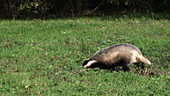 Badger running on grass