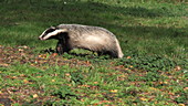 Badger running on grass
