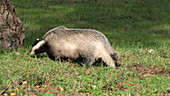 Badger running on grass