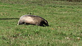 Badger running on grass