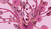 Lung bronchioles and alveoli, animation