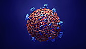 Coronavirus particle, animation