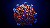 Coronavirus particle, animation