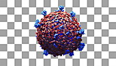 Coronavirus, animation