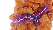 Coronavirus inhibitor bound to Mpro viral protein