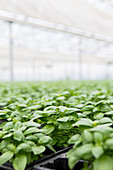 Young basil plants in a green house