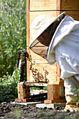 Female bee keeper watching hive activity