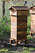 A French style hive housing with wild swarm