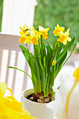 Potted, flowering narcissus decorating table