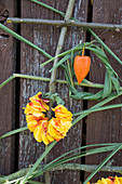 Designing a wall hanging with roses and Chinese reed: Wreath made of petals and Chinese reed, lampion fruit as decoration