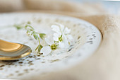 Weiße Blüten von Silber-Hornkraut auf goldgesprenkeltem Teller als Dekoration