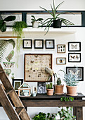 Insektenkästen und Zimmerpflanzen an der Wand als Vintage-Deko