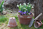 Clay pot with snowdrops and crocus 'Tricolor'