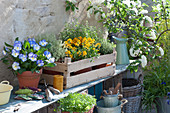 Arrangement with horned violet 'Blue Moon', gold lacquer 'Mango dwarf', herbs and bird cherry