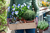 Woman carries wooden box with horned violets 'Blue Moon' and thyme, utensils for planting