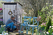 Tool shed in the garden, ornamental cherry 'Kojou no mai', tulips in baskets, fruit steps with seed cones, woman tending underplanting