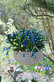 Basket as a hanging flower basket forget-me-nots 'Myomark', hyacinths and grape hyacinths hung on the tree