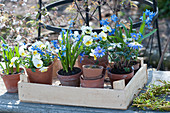 Pots with horned violets, squill and ray anemone