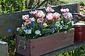 Holzkasten mit Tulpe 'Toplips', Hornveilchen, Traubenhyazinthen und Strahlenanemonen