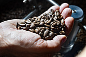 Hand hält geröstete Kaffeebohnen