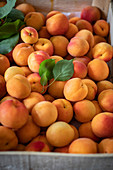 Wachauer Marillen (Wachau apricots) in a crate